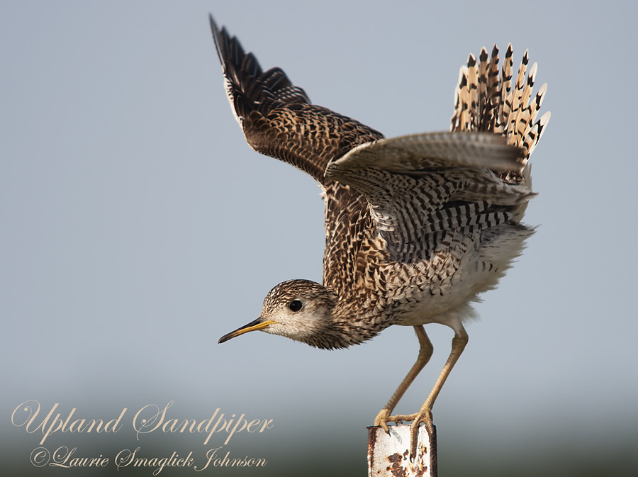 Upland Sandpiper in Wyoming